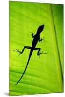 Lizard on Leaf, Sarapiqui, Costa Rica-null-Mounted Premium Photographic Print