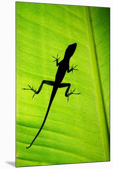 Lizard on Leaf, Sarapiqui, Costa Rica-null-Mounted Premium Photographic Print