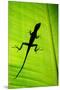 Lizard on Leaf, Sarapiqui, Costa Rica-null-Mounted Premium Photographic Print