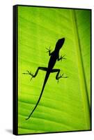 Lizard on Leaf, Sarapiqui, Costa Rica-null-Framed Stretched Canvas