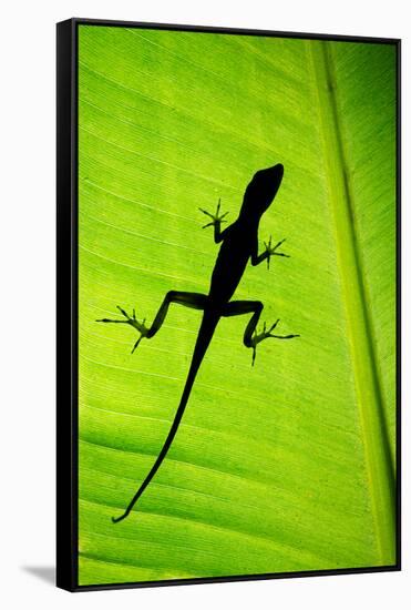 Lizard on Leaf, Sarapiqui, Costa Rica-null-Framed Stretched Canvas