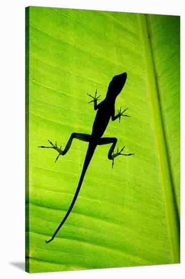 Lizard on Leaf, Sarapiqui, Costa Rica-null-Stretched Canvas