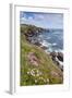 Lizard Point with Thrift in Foreground-null-Framed Photographic Print