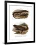 Lizard-null-Framed Giclee Print