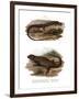 Lizard-null-Framed Giclee Print