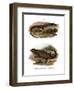 Lizard-null-Framed Giclee Print