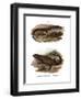 Lizard-null-Framed Giclee Print