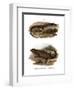 Lizard-null-Framed Giclee Print