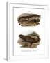 Lizard-null-Framed Giclee Print