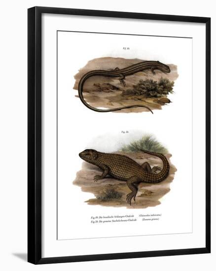 Lizard-null-Framed Giclee Print