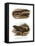 Lizard-null-Framed Stretched Canvas