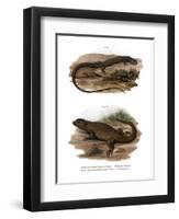 Lizard-null-Framed Premium Giclee Print