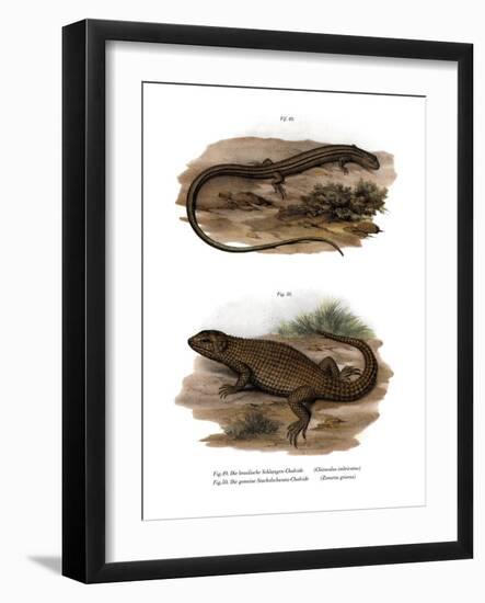 Lizard-null-Framed Giclee Print