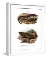 Lizard-null-Framed Giclee Print