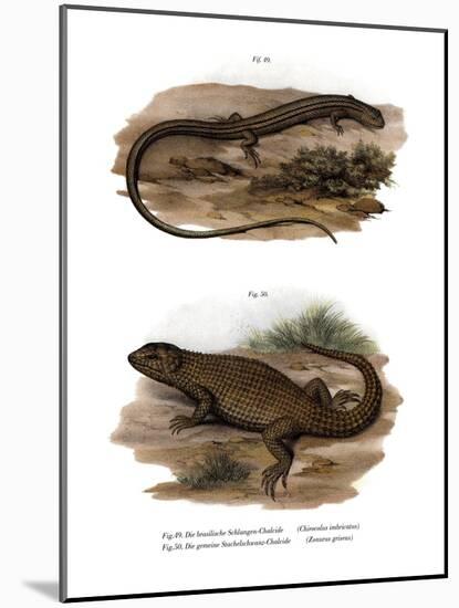 Lizard-null-Mounted Giclee Print