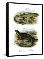 Lizard-null-Framed Stretched Canvas