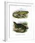 Lizard-null-Framed Giclee Print