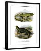 Lizard-null-Framed Giclee Print