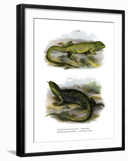 Lizard-null-Framed Giclee Print