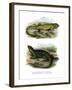 Lizard-null-Framed Giclee Print