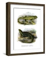 Lizard-null-Framed Giclee Print