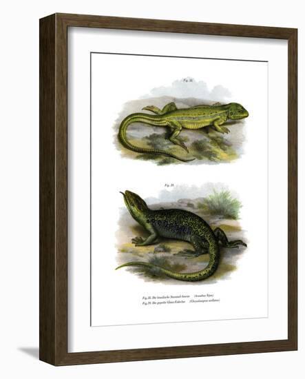 Lizard-null-Framed Giclee Print