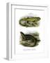 Lizard-null-Framed Giclee Print
