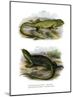 Lizard-null-Mounted Giclee Print