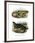 Lizard-null-Framed Giclee Print