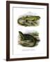 Lizard-null-Framed Giclee Print