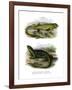 Lizard-null-Framed Giclee Print