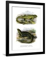 Lizard-null-Framed Giclee Print