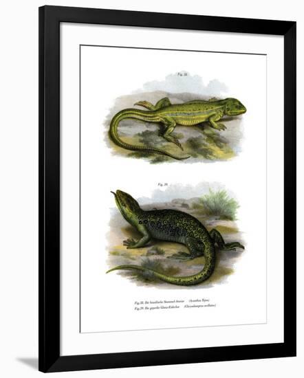 Lizard-null-Framed Giclee Print