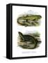 Lizard-null-Framed Stretched Canvas