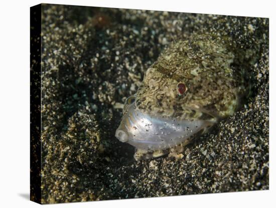 Lizardfish Feeding on a Fish in Lembeh Strait, Indonesia-Stocktrek Images-Stretched Canvas