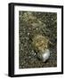 Lizardfish Feeding on a Fish in Lembeh Strait, Indonesia-Stocktrek Images-Framed Photographic Print