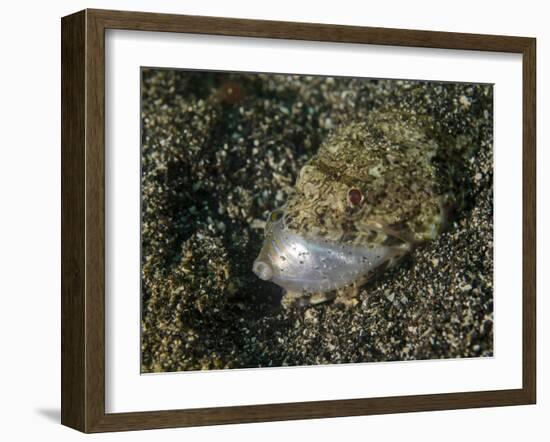 Lizardfish Feeding on a Fish in Lembeh Strait, Indonesia-Stocktrek Images-Framed Photographic Print