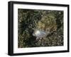 Lizardfish Feeding on a Fish in Lembeh Strait, Indonesia-Stocktrek Images-Framed Photographic Print