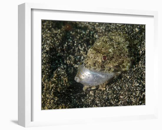 Lizardfish Feeding on a Fish in Lembeh Strait, Indonesia-Stocktrek Images-Framed Photographic Print