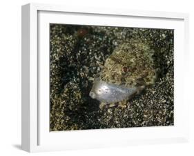 Lizardfish Feeding on a Fish in Lembeh Strait, Indonesia-Stocktrek Images-Framed Photographic Print