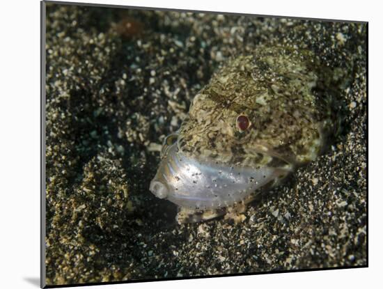 Lizardfish Feeding on a Fish in Lembeh Strait, Indonesia-Stocktrek Images-Mounted Photographic Print