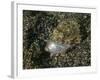 Lizardfish Feeding on a Fish in Lembeh Strait, Indonesia-Stocktrek Images-Framed Photographic Print