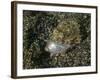 Lizardfish Feeding on a Fish in Lembeh Strait, Indonesia-Stocktrek Images-Framed Photographic Print