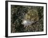 Lizardfish Feeding on a Fish in Lembeh Strait, Indonesia-Stocktrek Images-Framed Photographic Print