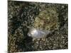 Lizardfish Feeding on a Fish in Lembeh Strait, Indonesia-Stocktrek Images-Mounted Photographic Print