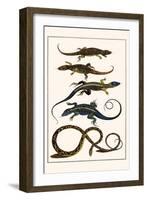 Lizards and Snakes-Albertus Seba-Framed Art Print