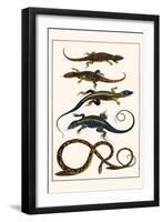 Lizards and Snakes-Albertus Seba-Framed Art Print