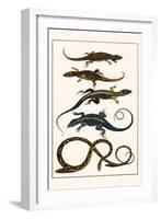 Lizards and Snakes-Albertus Seba-Framed Art Print