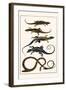 Lizards and Snakes-Albertus Seba-Framed Art Print