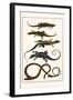 Lizards and Snakes-Albertus Seba-Framed Art Print